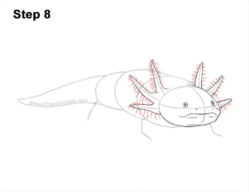 How to Draw an Axolotl Salamander 8