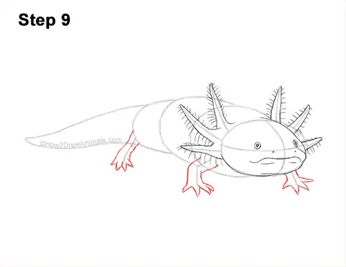 How to Draw an Axolotl Salamander 9