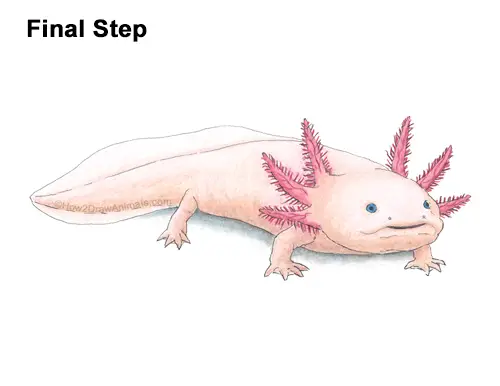 How to Draw an Axolotl Salamander Color