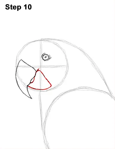 Draw Blue Gold Macaw Bird 10