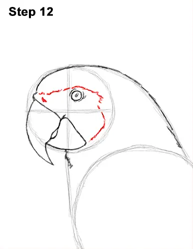 Draw Blue Gold Macaw Bird 12