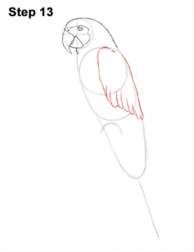 Draw Blue Gold Macaw Bird 13