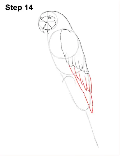 Draw Blue Gold Macaw Bird 14