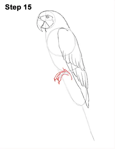 Draw Blue Gold Macaw Bird 15