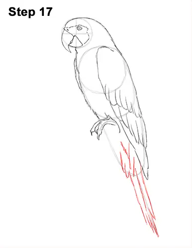 Draw Blue Gold Macaw Bird 17