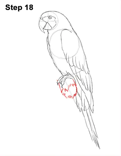 Draw Blue Gold Macaw Bird 18
