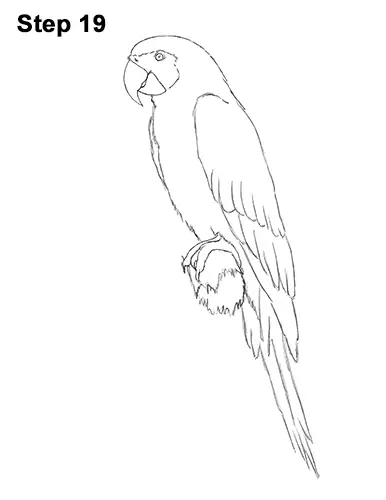 Draw Blue Gold Macaw Bird 19