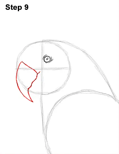 Draw Blue Gold Macaw Bird 9