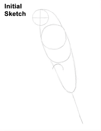 Draw Blue Gold Macaw Bird Sketch