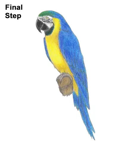 Draw Blue Gold Macaw Bird