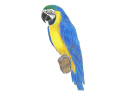 How to Draw a Blue Gold Macaw