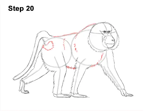 How to Draw an Olive Chacma Baboon Monkey Walking 20