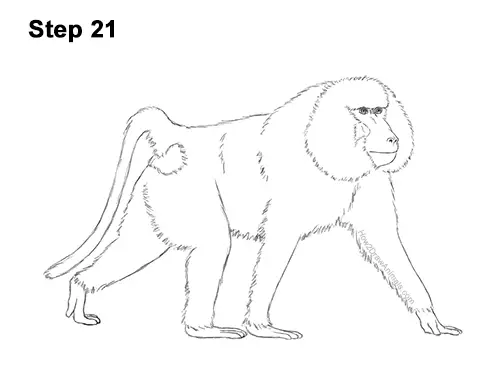 How to Draw an Olive Chacma Baboon Monkey Walking 21