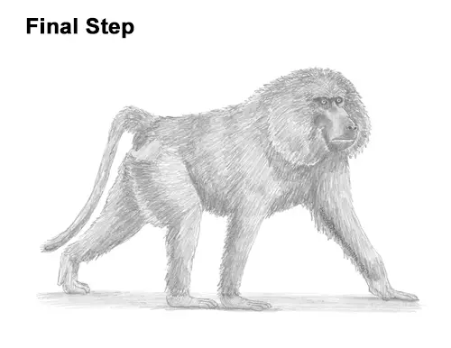 How to Draw an Olive Chacma Baboon Monkey Walking