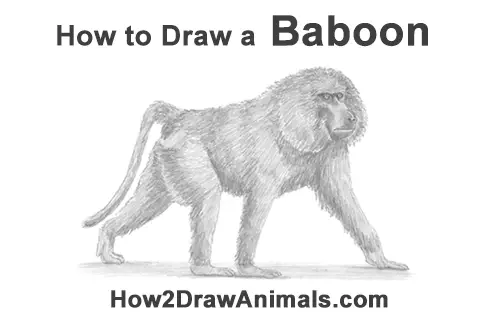 How to Draw an Olive Chacma Baboon Monkey Walking