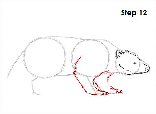 Draw Badger 12