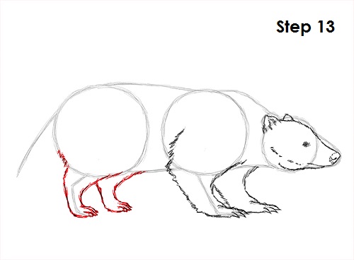 Draw Badger 13