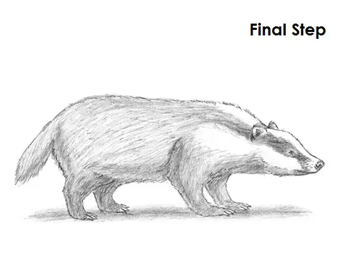 Draw Badger Final