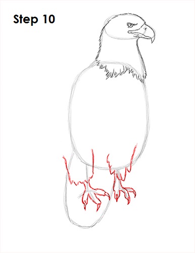 Draw Bald Eagle 10