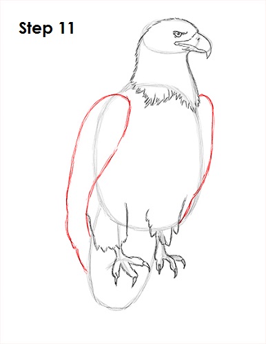 Draw Bald Eagle 11