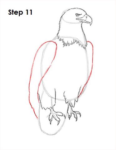 how to draw an eagle head step by step