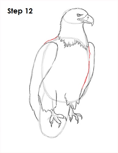 Draw Bald Eagle 12