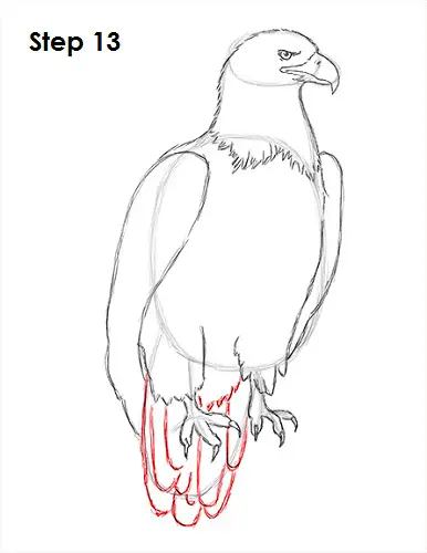 How to Draw a Bald Eagle VIDEO & Step-by-Step Pictures