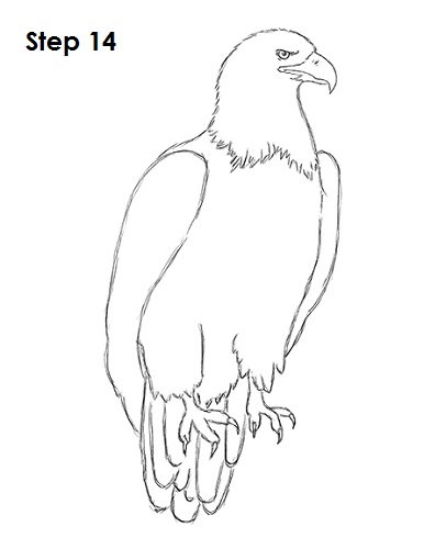 Draw Bald Eagle 14