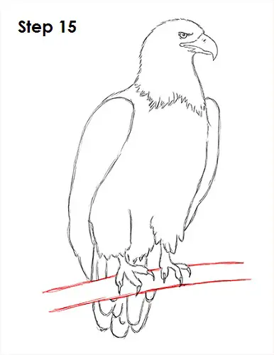 Draw Bald Eagle 15