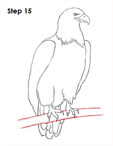 How to Draw Bald Eagle Head printable step by step drawing sheet :  DrawingTutorials101.com