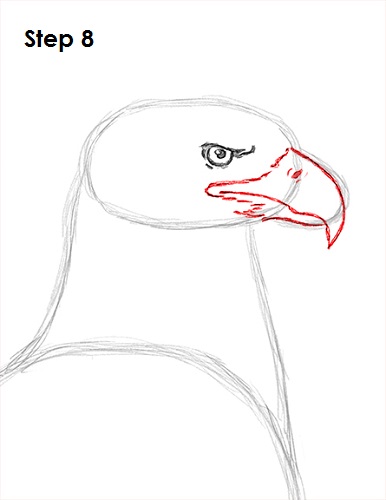 Draw Bald Eagle 8