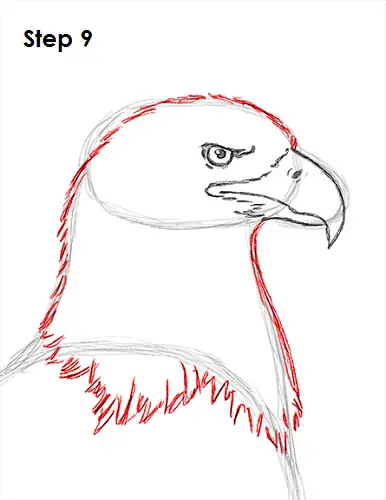 Draw Bald Eagle 9