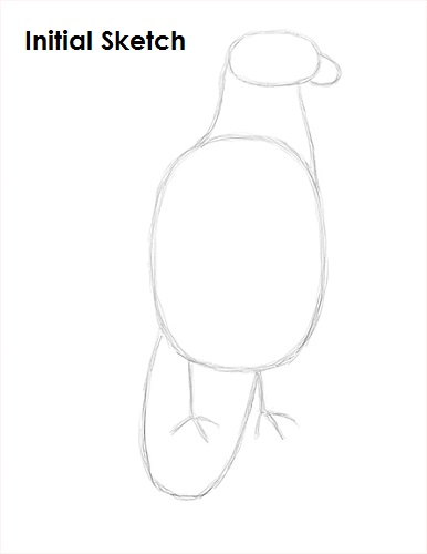 Draw Bald Eagle Sketch