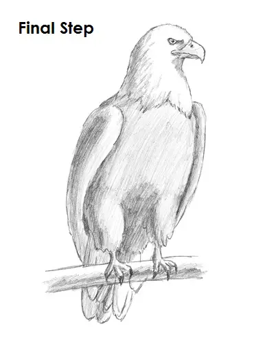 Draw Bald Eagle Final