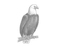 How to Draw a Bald Eagle Side View