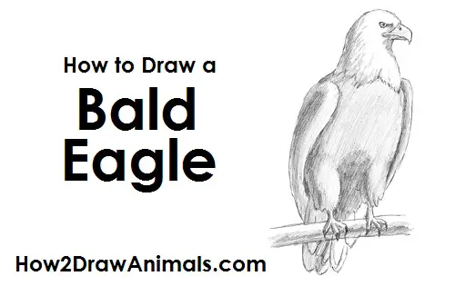 Bald Eagle (Haliaeetus leucocephalus) Dimensions & Drawings | Dimensions.com