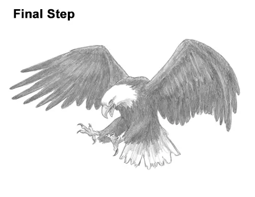 How to Draw Bald Eagle Hunting Swooping Wings
