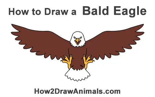 How To Draw An Eagle Easy, How to draw a bald Eagle flying easy step by  step, bird drawing - YouTube