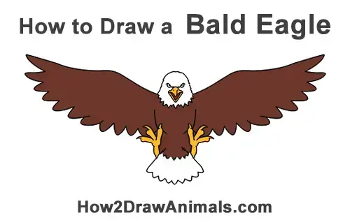 american eagle drawings flying