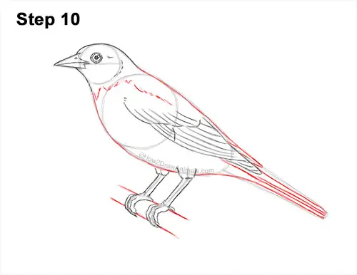 How to Draw a Baltimore Oriole Bird Side View 10