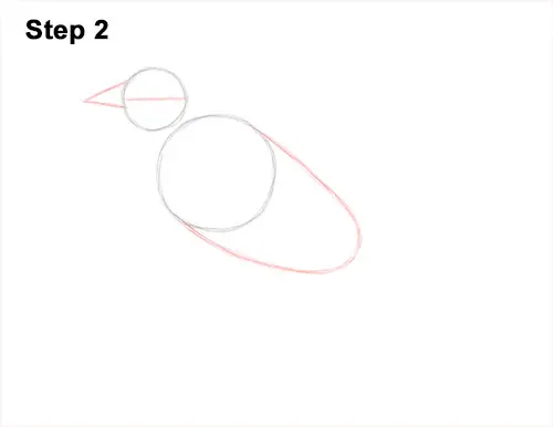 How to Draw a Baltimore Oriole Bird Side View 2