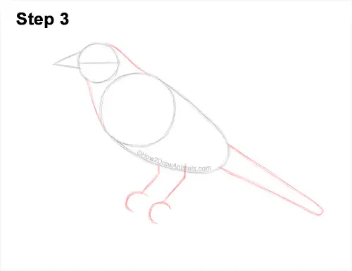 How to Draw a Baltimore Oriole Bird Side View 3