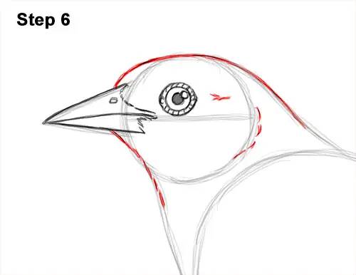 How to Draw a Baltimore Oriole Bird Side View 6