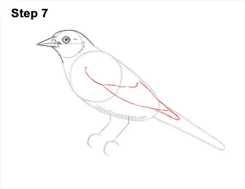 How to Draw a Baltimore Oriole Bird Side View 7