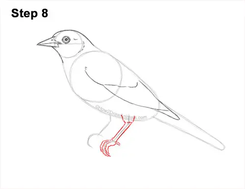 How to Draw a Baltimore Oriole Bird Side View 8