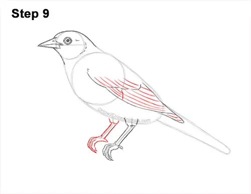 How to Draw a Baltimore Oriole Bird Side View 9