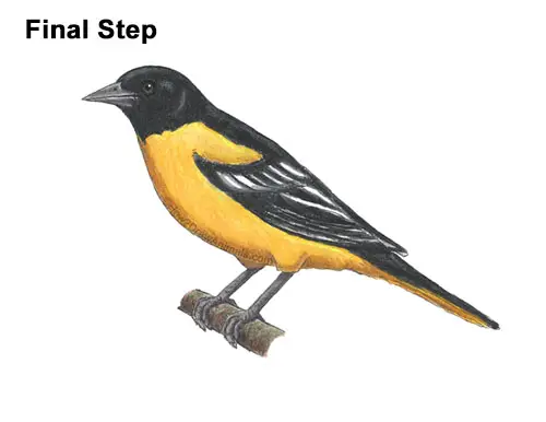 How to Draw a Baltimore Oriole Bird Side View
