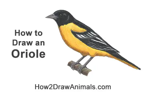 How to Draw a Baltimore Oriole Bird Side View Color