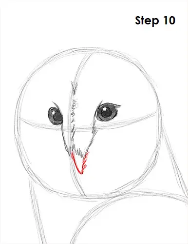 Draw Barn Owl 10