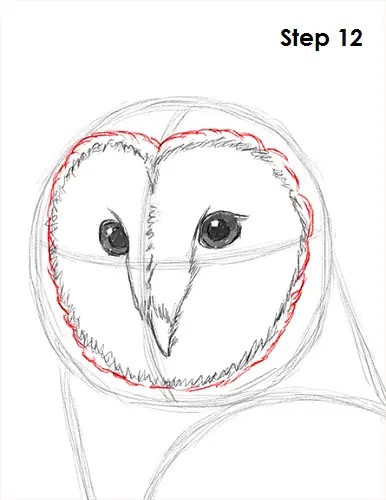 Draw Barn Owl 12